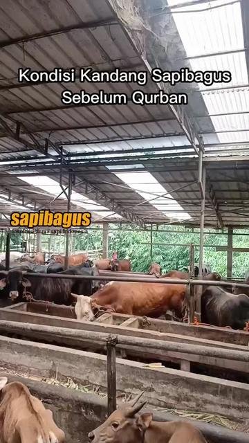 Kondisi-Kandang-Sapibagus-Sebelum-Setelah-Qurban